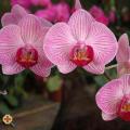 Kezdődik az orchidea virágzás a Botanikus Kertben